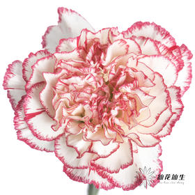 单头康乃馨 | 伊人