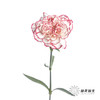 单头康乃馨 | 伊人 商品缩略图3
