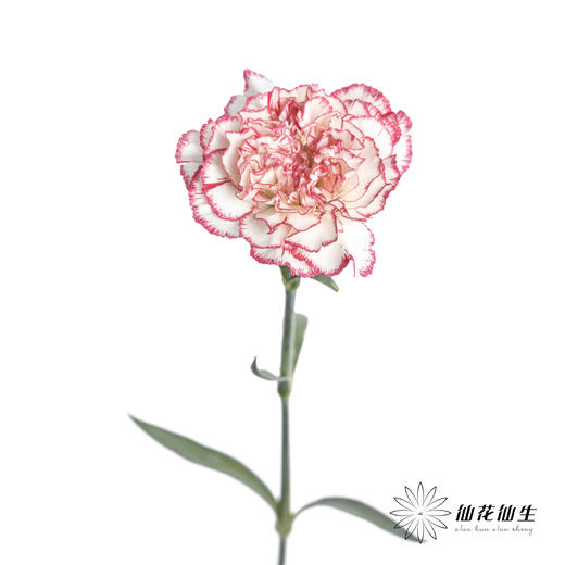 单头康乃馨 | 伊人 商品图3