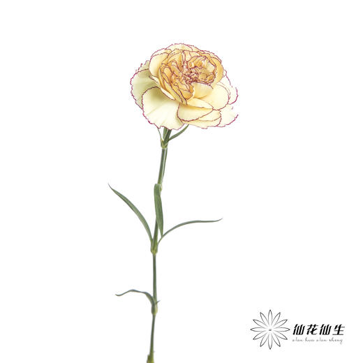 单头康乃馨 | 眼线 商品图3