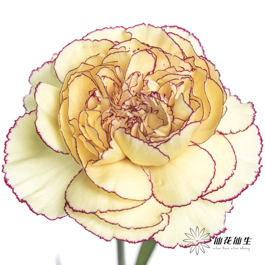 单头康乃馨 | 眼线 商品图1