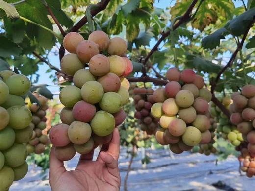 【妮娜皇后 】香甜香甜，果冻般的口感，冰镇下更好吃~ 商品图1