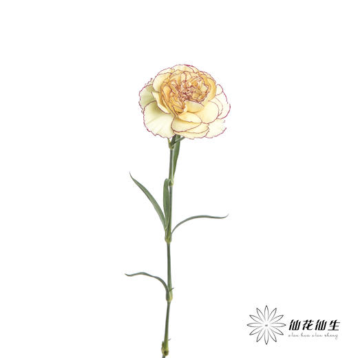 单头康乃馨 | 眼线 商品图5