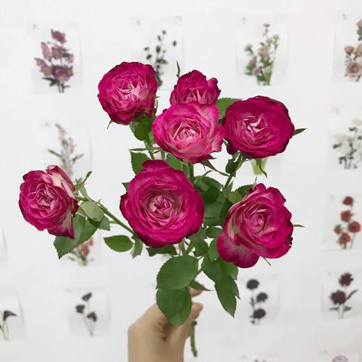 4pp多头玫瑰狮子座10枝扎