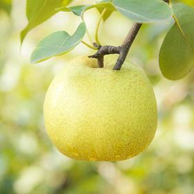 【时令回归第五年】来自黄河故道两岸 酥脆爽口 砀山酥梨 原产地直发 净重4.5-4.8斤装