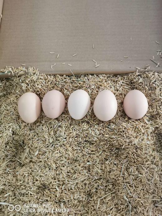 大别山散养土鸡蛋 （非饲料，蛋黄自然颜色） 京东包邮 商品图6