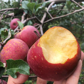 【斌哥优选】大凉山糖心丑苹果，果不能貌相，高甜中带微酸，香脆可口，丑到没朋友，好吃到没对手！