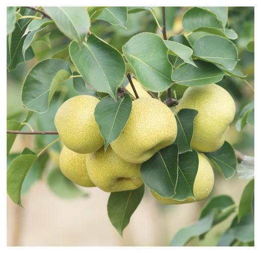 【时令回归第五年】来自黄河故道两岸 酥脆爽口 砀山酥梨 原产地直发 净重4.5-4.8斤装 商品图2