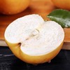 周四取货：【莱阳秋月梨】一份5斤左右，口感细腻！  水份超足！ 商品缩略图4