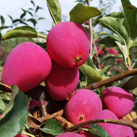 新疆伊犁香妃海棠果4斤新鲜水果酸甜适口味足产地直发包邮