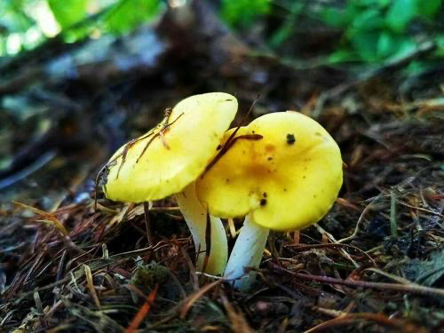 大兴安岭 纯野生 小黄蘑菇 1斤装左右 营养丰富,细腻柔软,味道鲜美,有