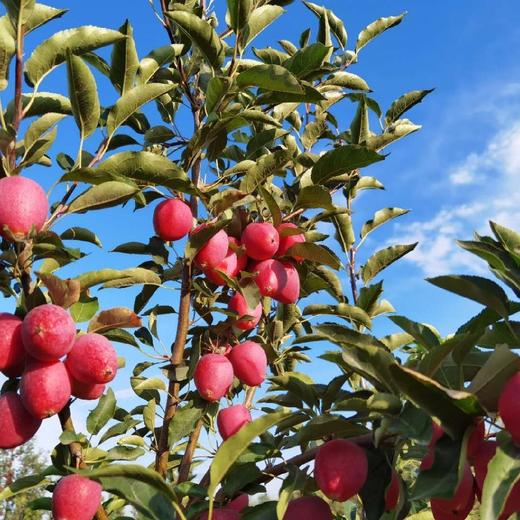 新疆伊犁香妃海棠果 3.5斤装 商品图12