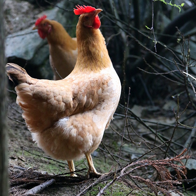 黔北黄油老母鸡【冷链配送】