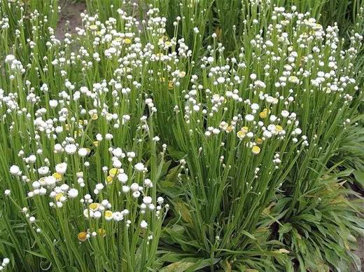 读本鲜花银苞菊29元1扎38元2扎