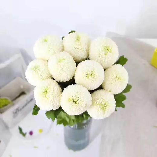 花努力乒乓菊白色