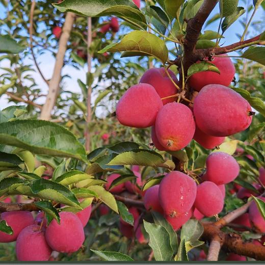 新疆伊犁香妃海棠果 3.5斤装 商品图9