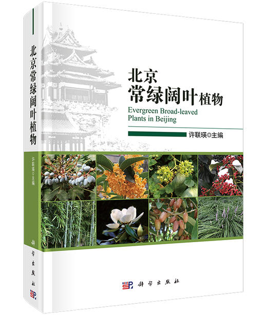 北京常绿阔叶植物 商品图0