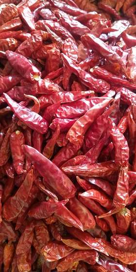 干辣椒