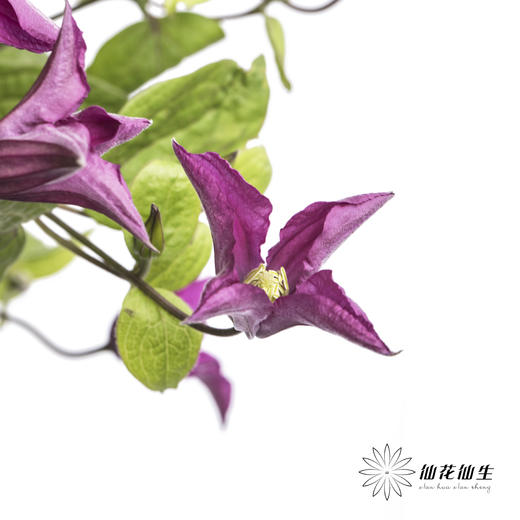 坦桑尼亚 | 铁线莲灵感 商品图2