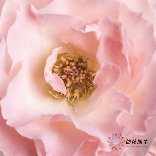 多头玫瑰 | 人鱼公主 商品图6