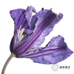 坦桑尼亚 | 铁线莲深紫色神奇罗马