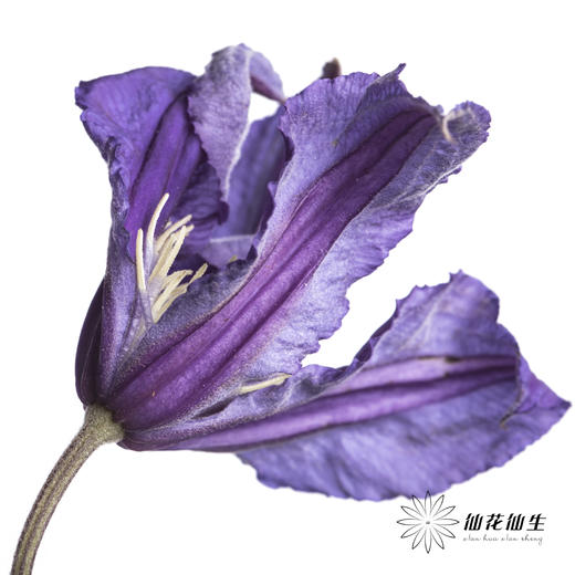 坦桑尼亚 | 铁线莲深紫色神奇罗马 商品图0