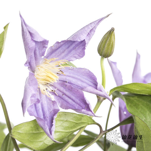 坦桑尼亚 | 铁线莲浅紫色神奇伦敦 商品图4