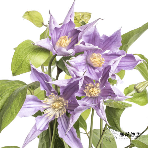 坦桑尼亚 | 铁线莲浅紫色神奇伦敦 商品图7