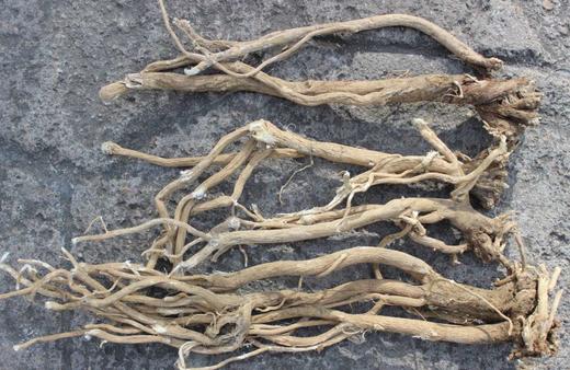 东北大兴安岭纯野生黄芪整根多条 500g 中药材