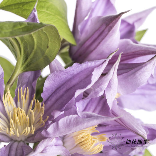坦桑尼亚 | 铁线莲浅紫色神奇伦敦 商品图6