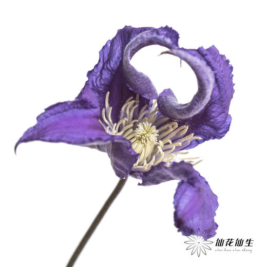 坦桑尼亚 | 铁线莲深紫色神奇罗马 商品图1