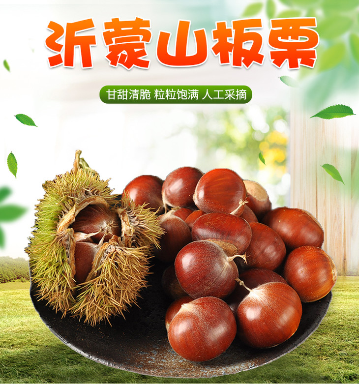 2020新鲜毛球栗子板栗山东沂蒙山甘栗子现摘3斤5斤装