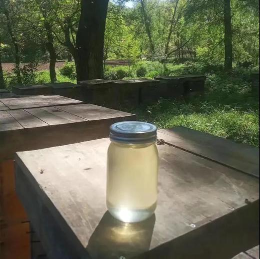 野生水白槐花蜜 高纯度 高浓度 像水一样 500g*2瓶 送半斤 商品图1