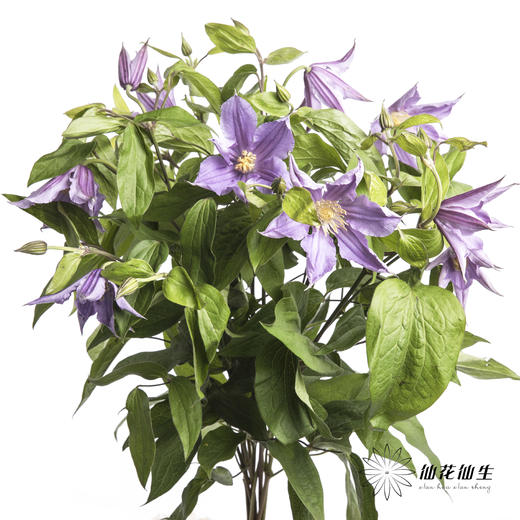 坦桑尼亚 | 铁线莲浅紫色神奇伦敦 商品图8
