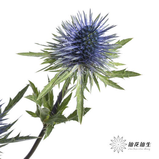 肯尼亚花材 | 刺芹特级磁铁 商品图5