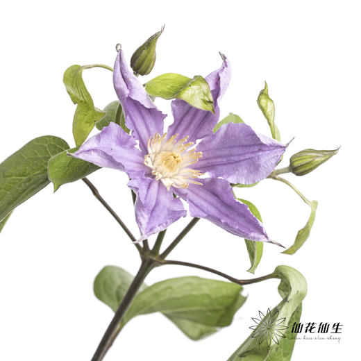 坦桑尼亚 | 铁线莲浅紫色神奇伦敦 商品图3