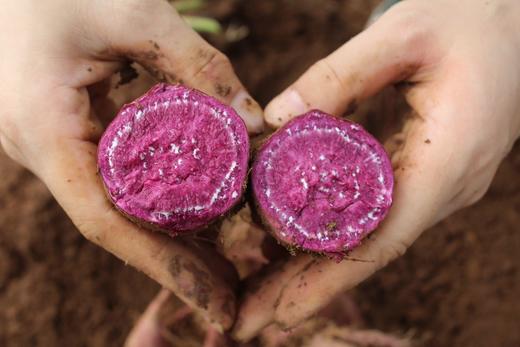 高山紫蜜薯 来自粤北地区的馈赠佳品 