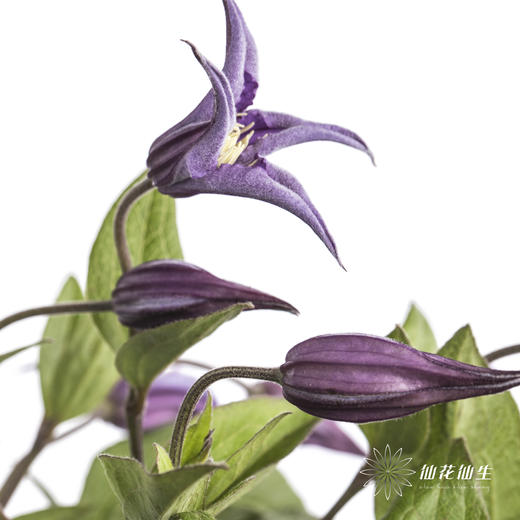 坦桑尼亚 | 铁线莲深紫色神奇罗马 商品图6