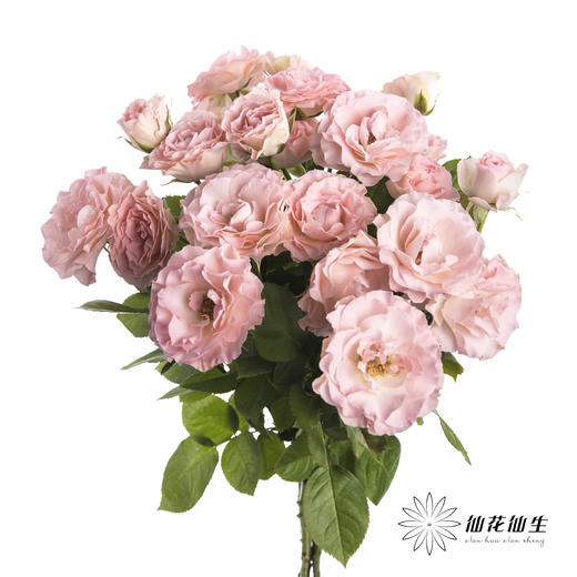 多头玫瑰 | 人鱼公主 商品图3