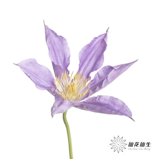 坦桑尼亚 | 铁线莲浅紫色神奇伦敦 商品图1