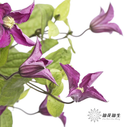 坦桑尼亚 | 铁线莲灵感 商品图7