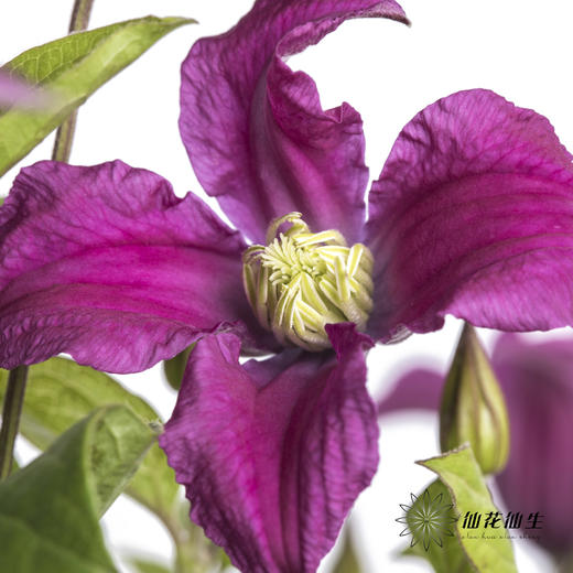 坦桑尼亚 | 铁线莲灵感 商品图3