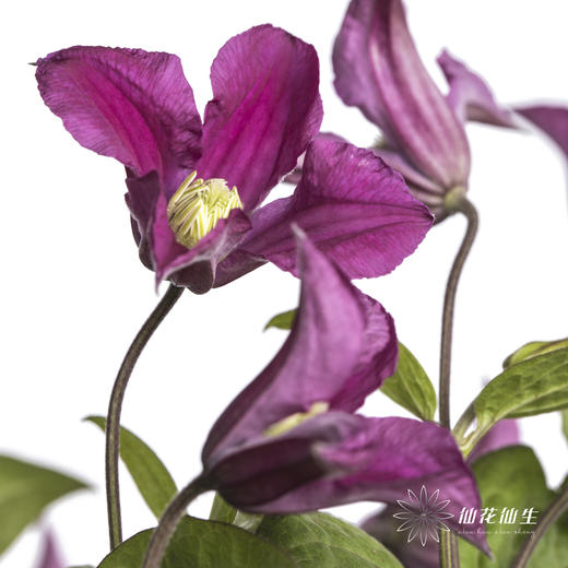 坦桑尼亚 | 铁线莲灵感 商品图1