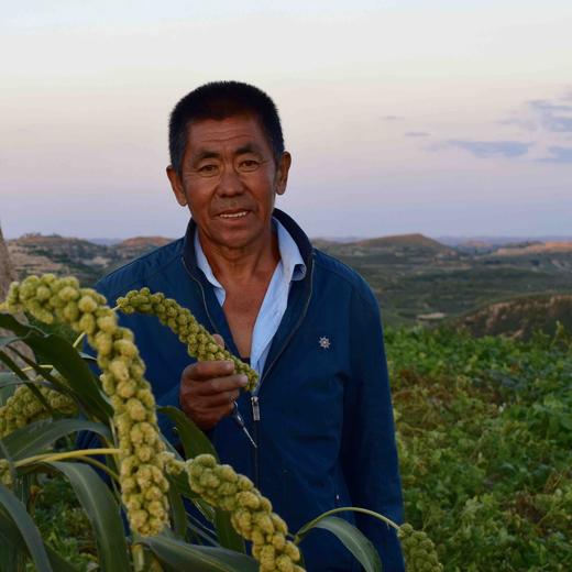 老品种米脂小米 传统小磨 不抛光 商品图1
