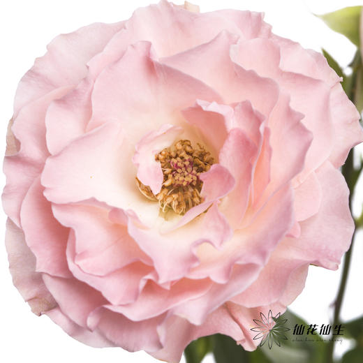 多头玫瑰 | 人鱼公主 商品图1