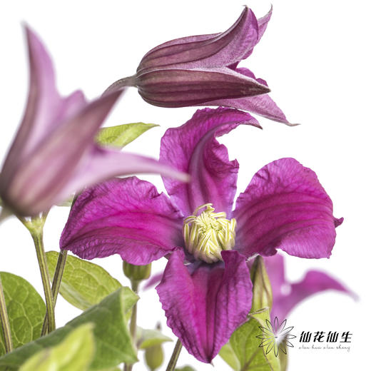 坦桑尼亚 | 铁线莲灵感 商品图0