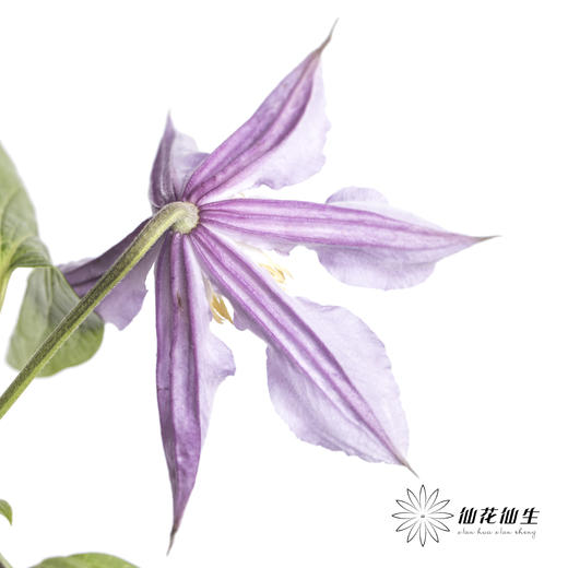 坦桑尼亚 | 铁线莲浅紫色神奇伦敦 商品图2