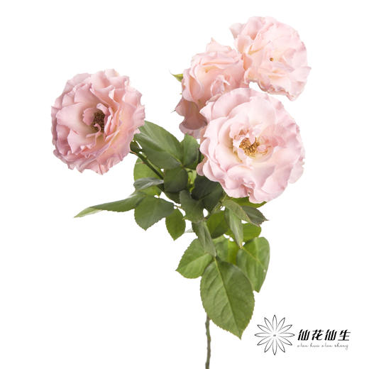 多头玫瑰 | 人鱼公主 商品图2