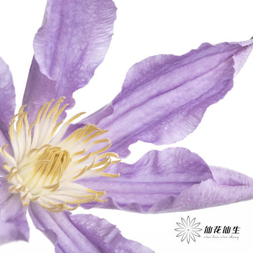 坦桑尼亚 | 铁线莲浅紫色神奇伦敦 商品图0