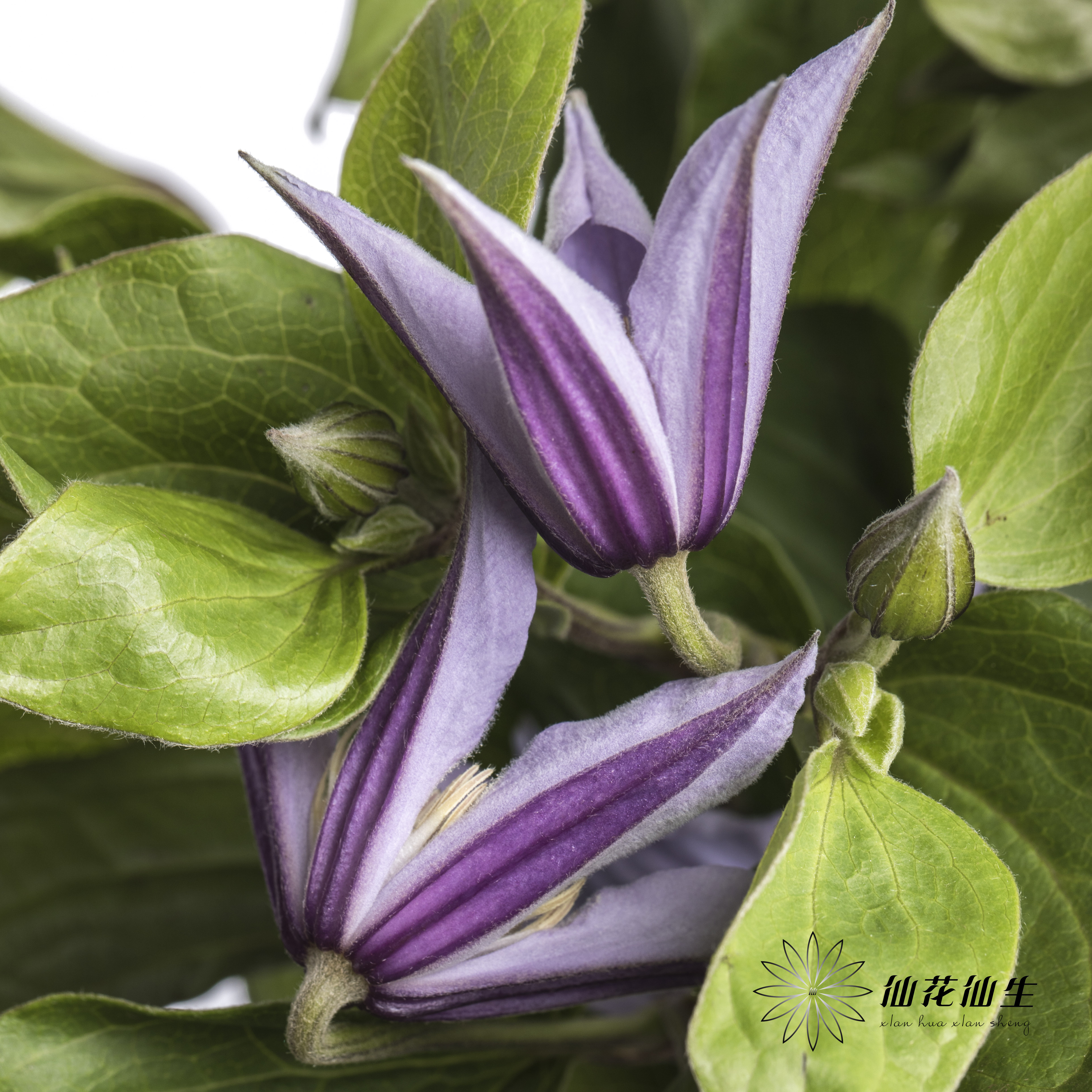 坦桑尼亚 | 铁线莲浅紫色星河